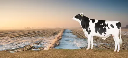 Holstein Avlsværdital