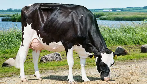 Vh Bernell Dam No 56222 3568 Vh Salomon From Martin Alstrup Kristensen Tarm1 Scenic 2 Vn Srgb Web