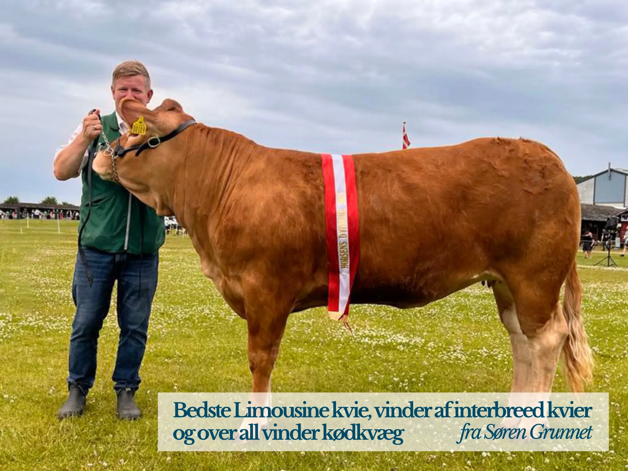 Bedste Limousine Kvie Og Vinder Af Interbreed Kvier Samt Over All Vinder Kødkvæg Fra Søren Grunnet