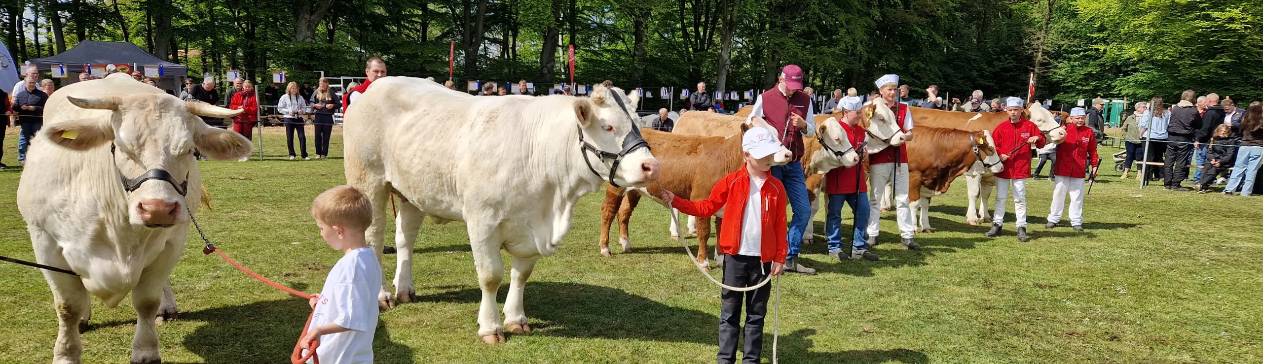 Juniorer Til Mønstring På Fjerritslev Dyrskue