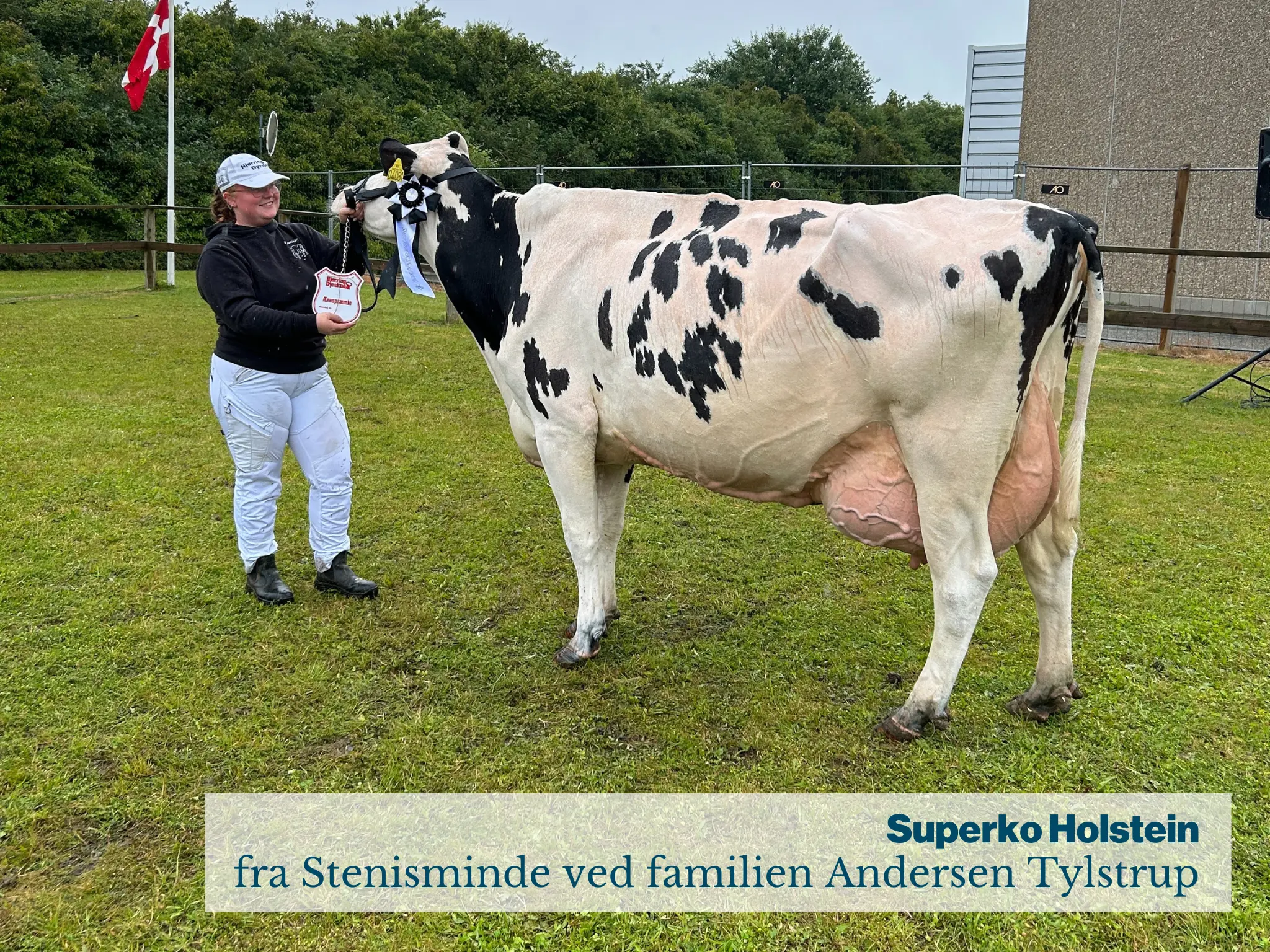 Superko Holstein