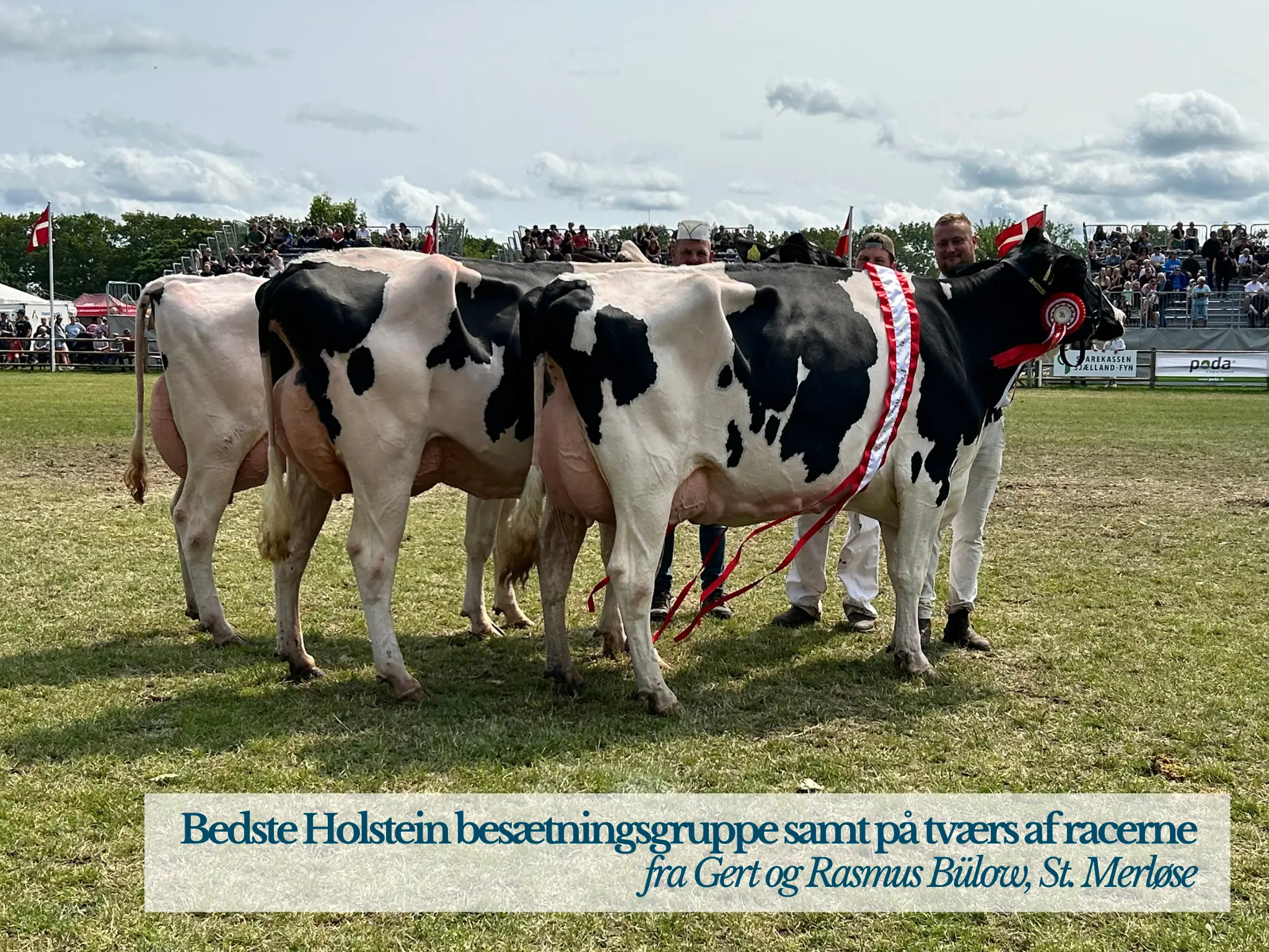 Bedste Holstein Besætningsgruppe På Tværs Af Racer