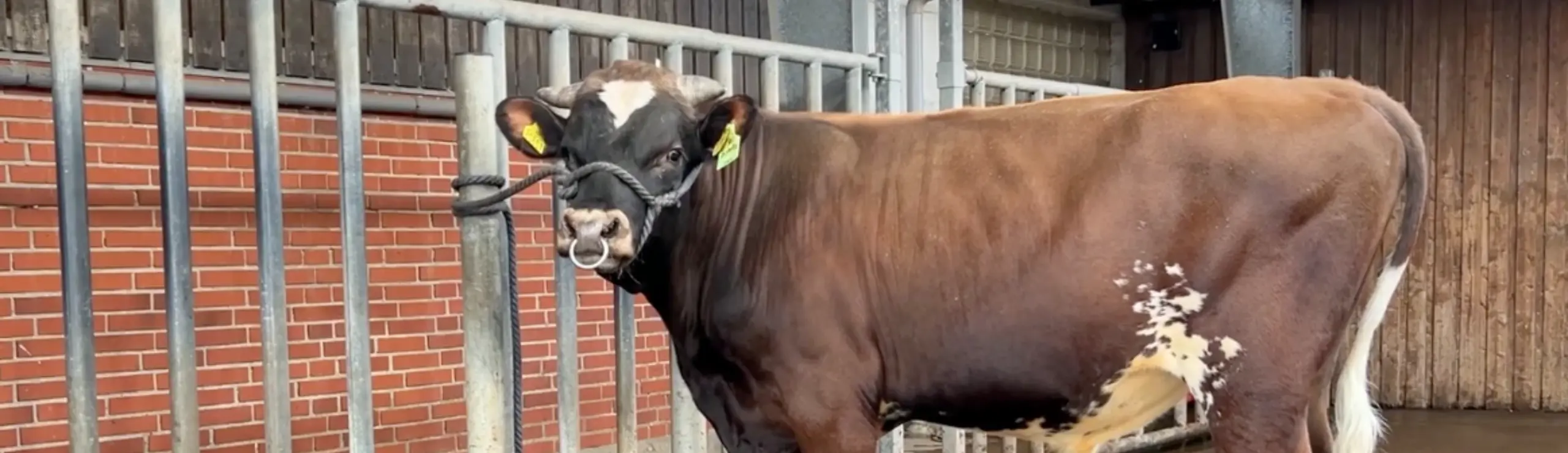 VR Athos kommer fra Østerviggård ved Torben Due, som målrettet arbejder med ET skylninger