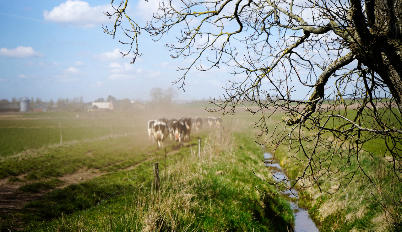 Half Hero Qarter Marken