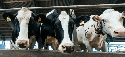 Tre Søde Holsteinkøer