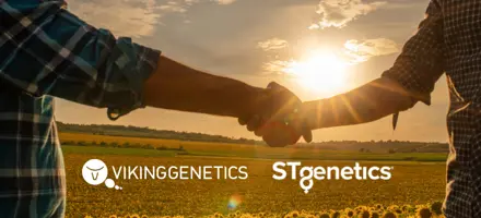 Samarbejde Vikinggenetics Og Stgenetics