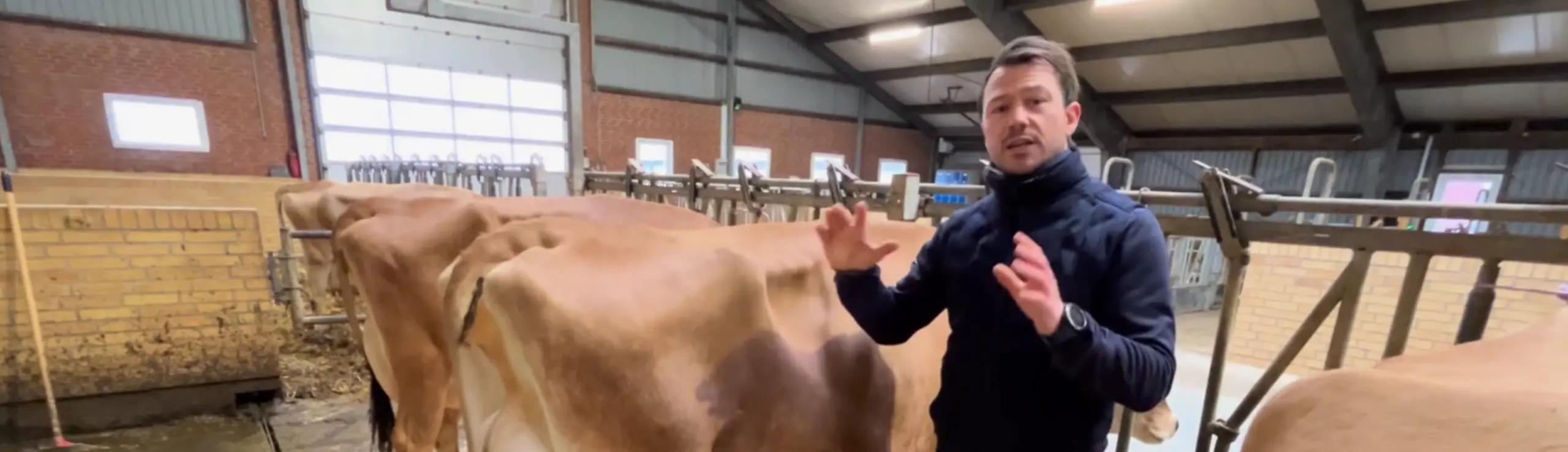 Avlsrådgiveren præsenterer tyremødre til februars toptyre