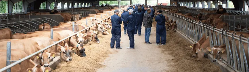 Jerseykøer Ved Besætnngsbesøg Årsmødet 2025