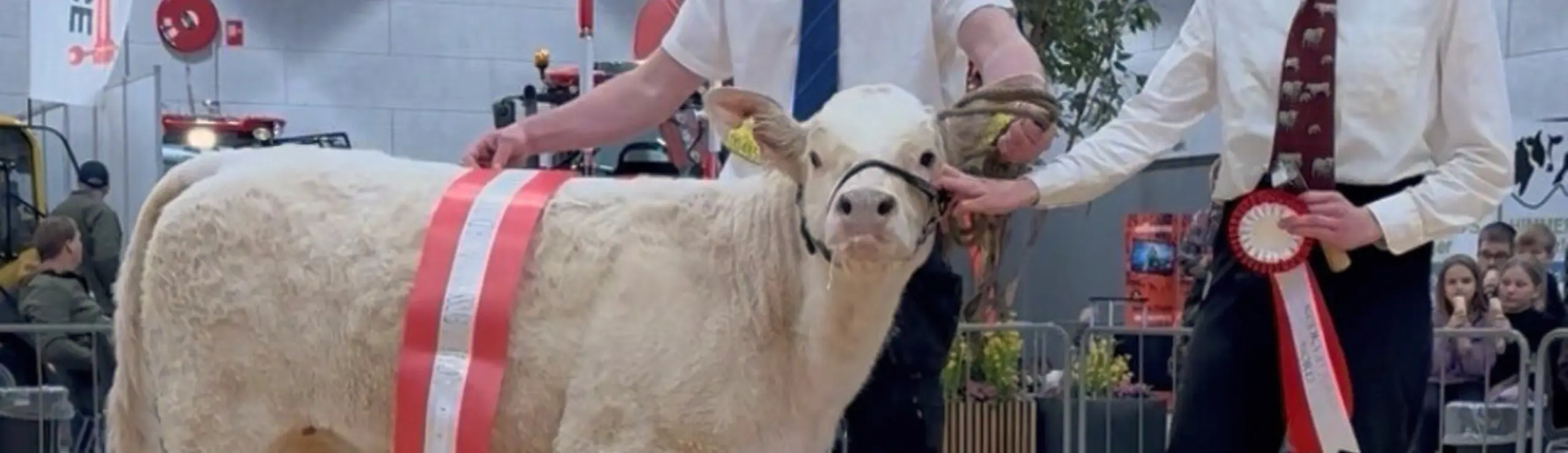 Bedste Kalv Alberte Fra Løngaard Charolais På 4 Måneder.