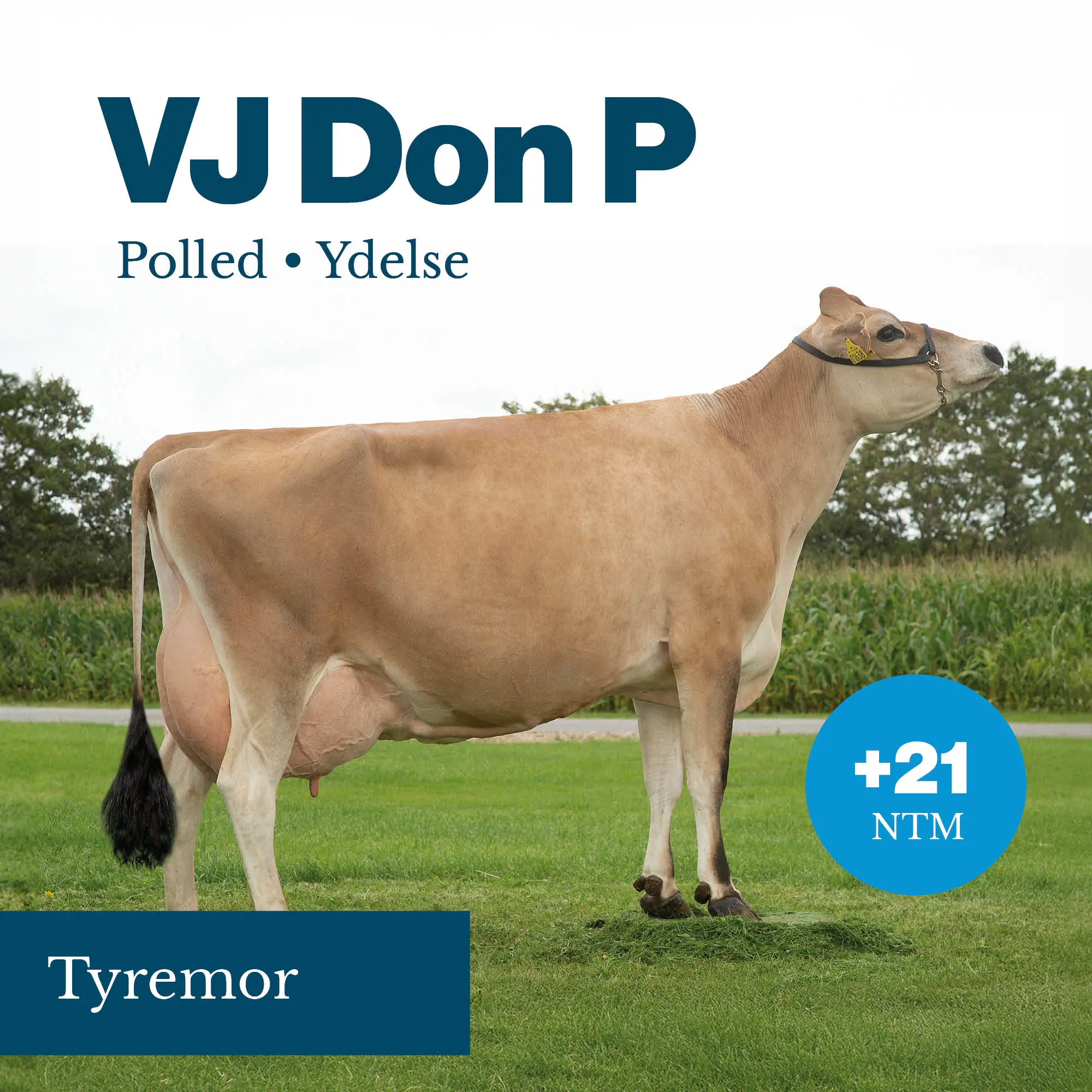 VJ Don P Tyremor