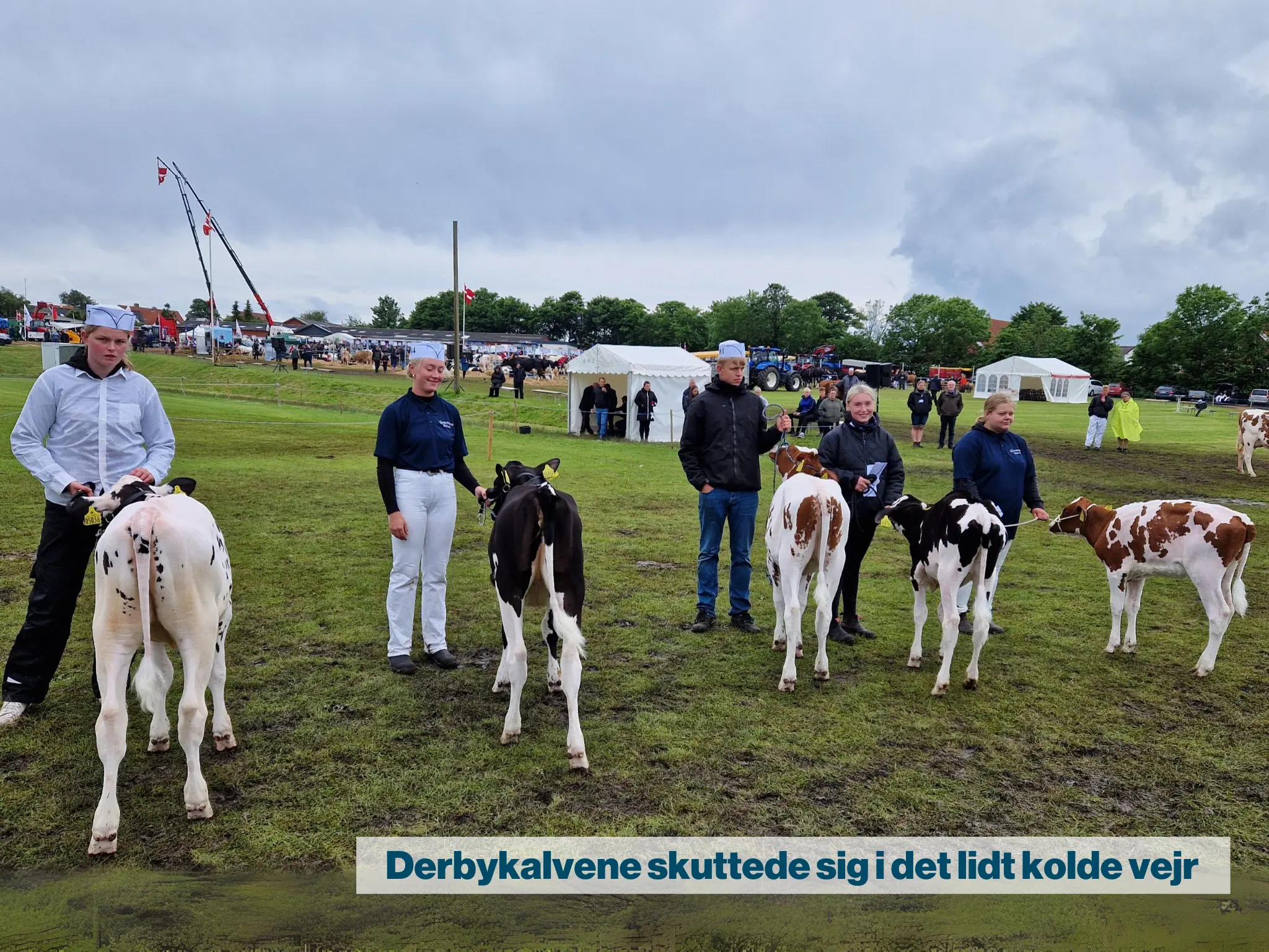 Derbykalvene