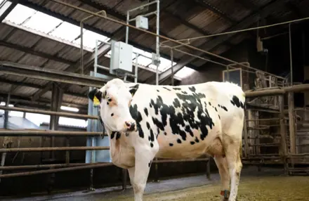 Holsteing Ko Og Cowfit