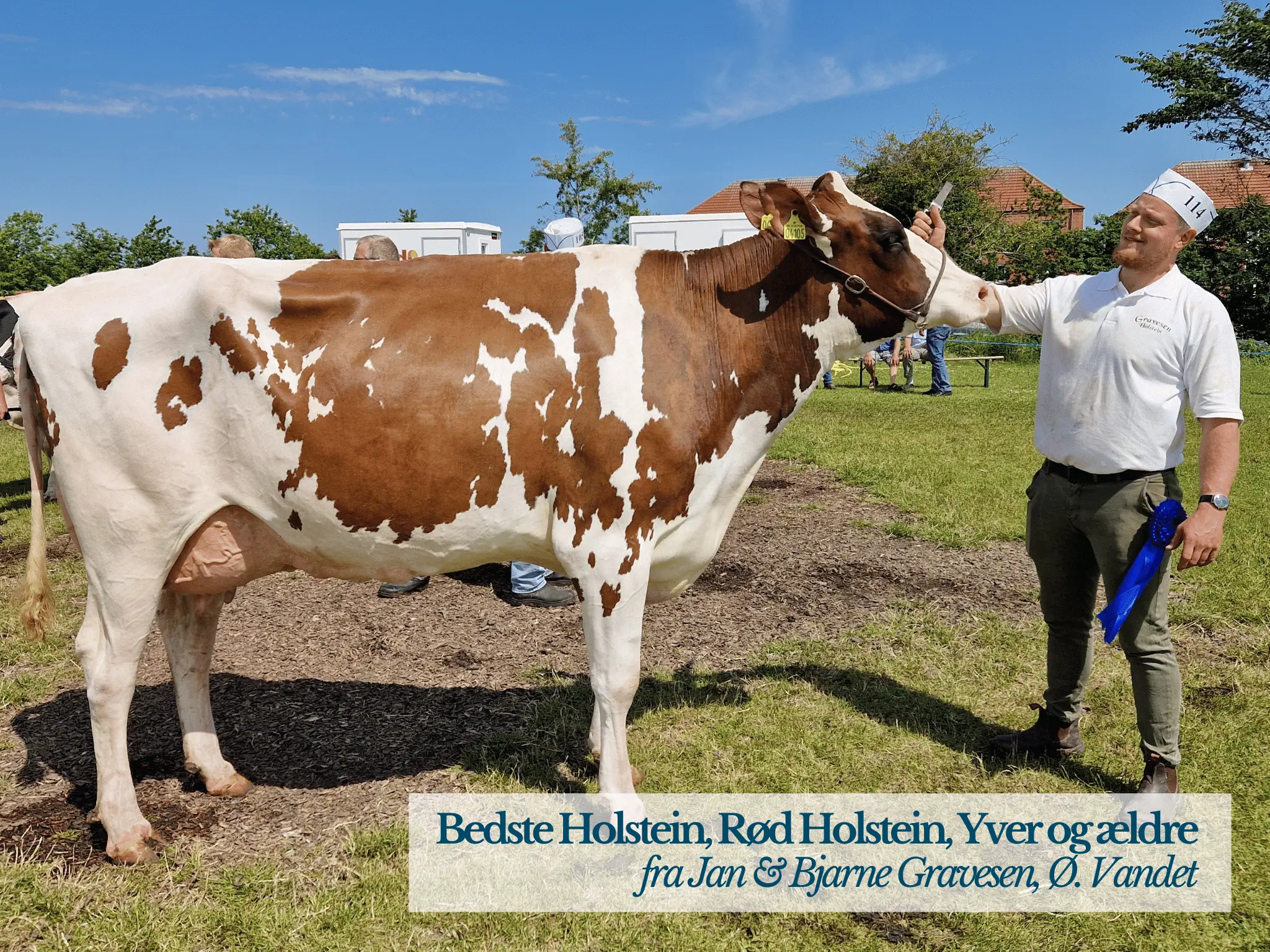 Bedste Holstein, DRH, Yver Og Ældre, Thy Mors Dyrskue 2025