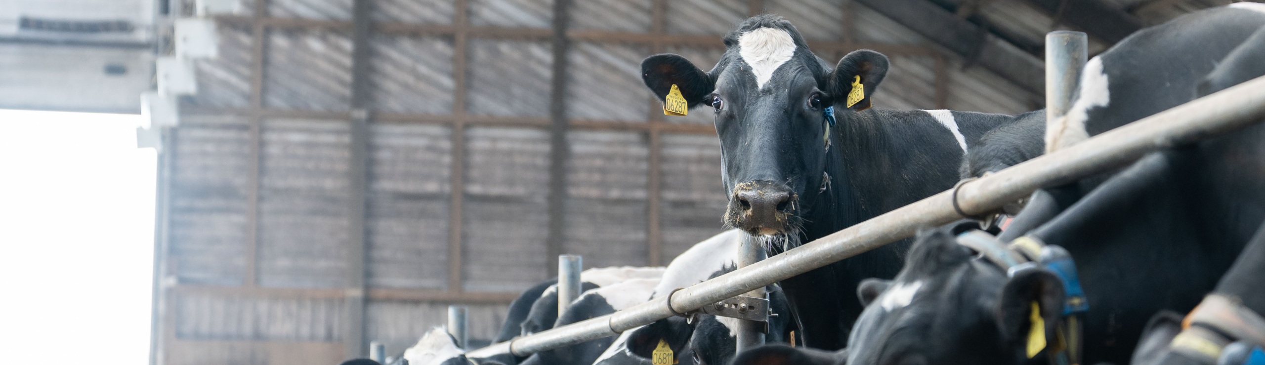 Banner Fremtidens NTM