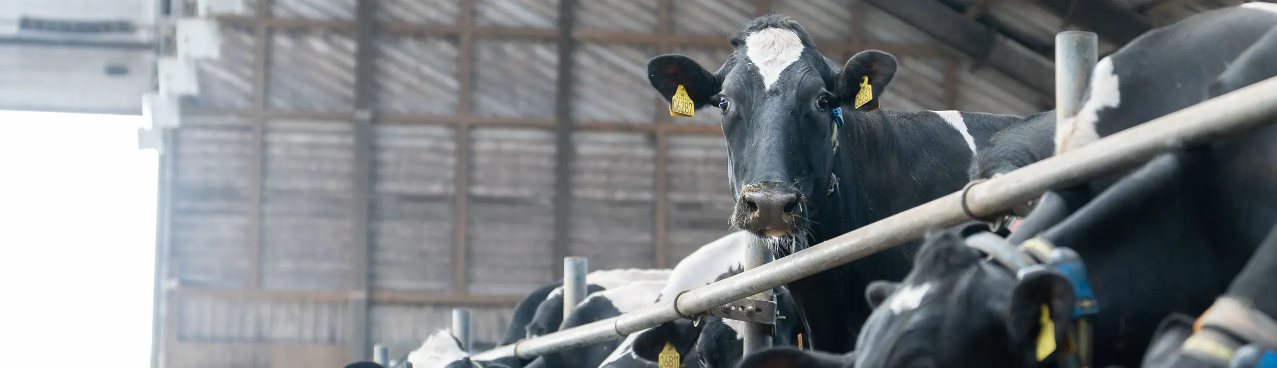 Banner Fremtidens NTM