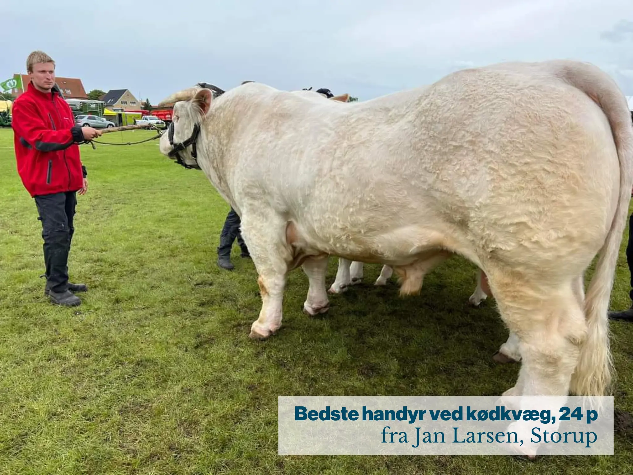 Bedste Handyr Ved Kødkvæg