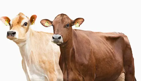 Spot Artikel Jersey Og RDM Årsmøde Web (1)