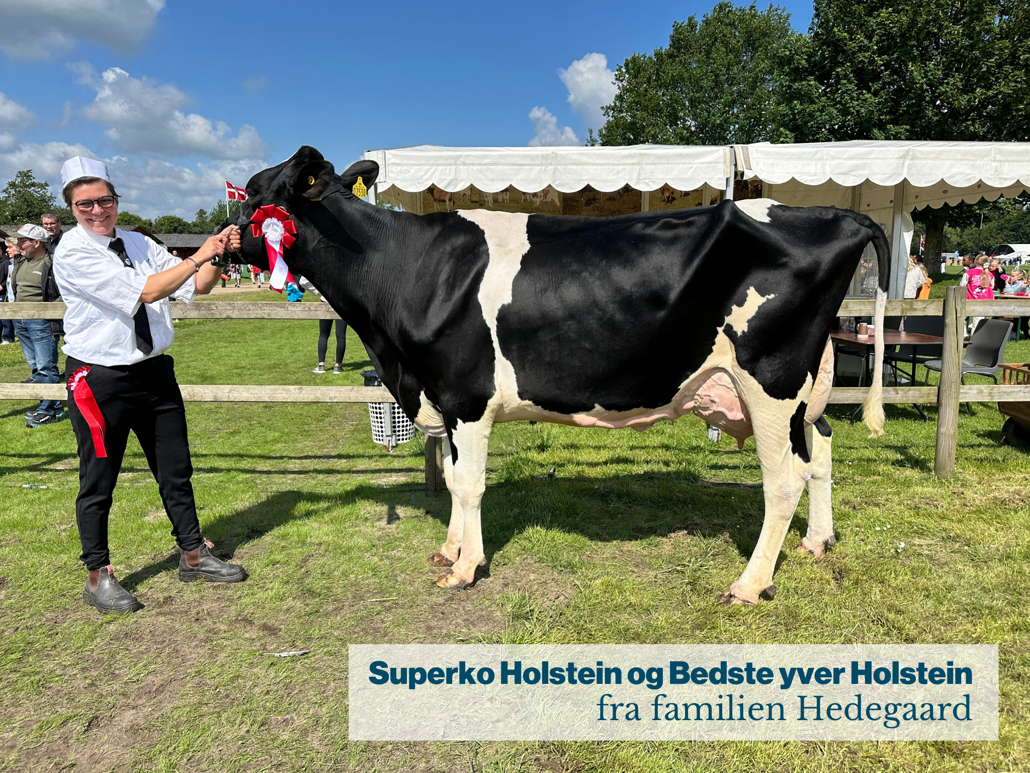 Superko Holstein Og Bedste Yver Holstein Fra Familien Hedegaard