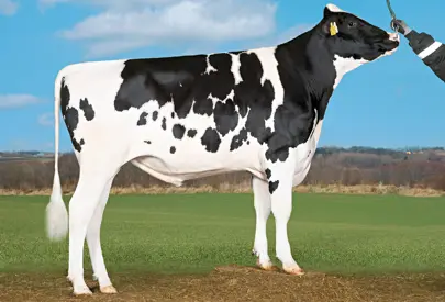 VH Harry P (Hotspot P) Srgb Web