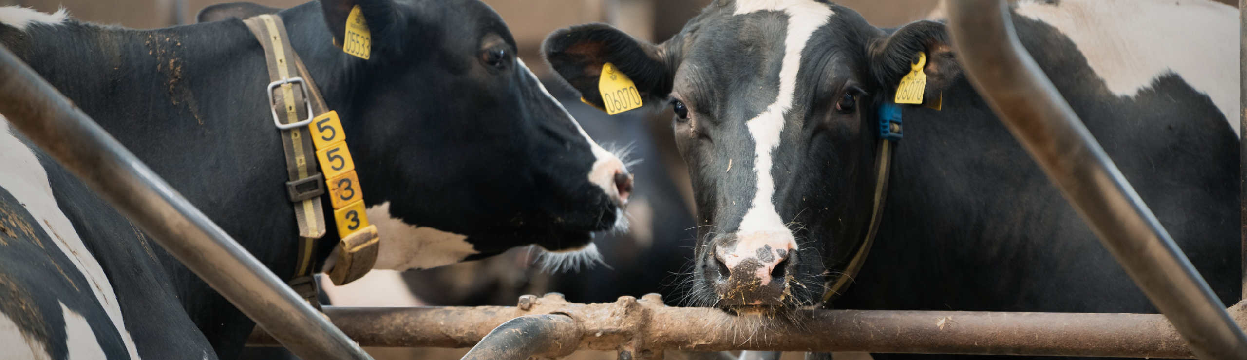 BVD Udbrud I Danmark