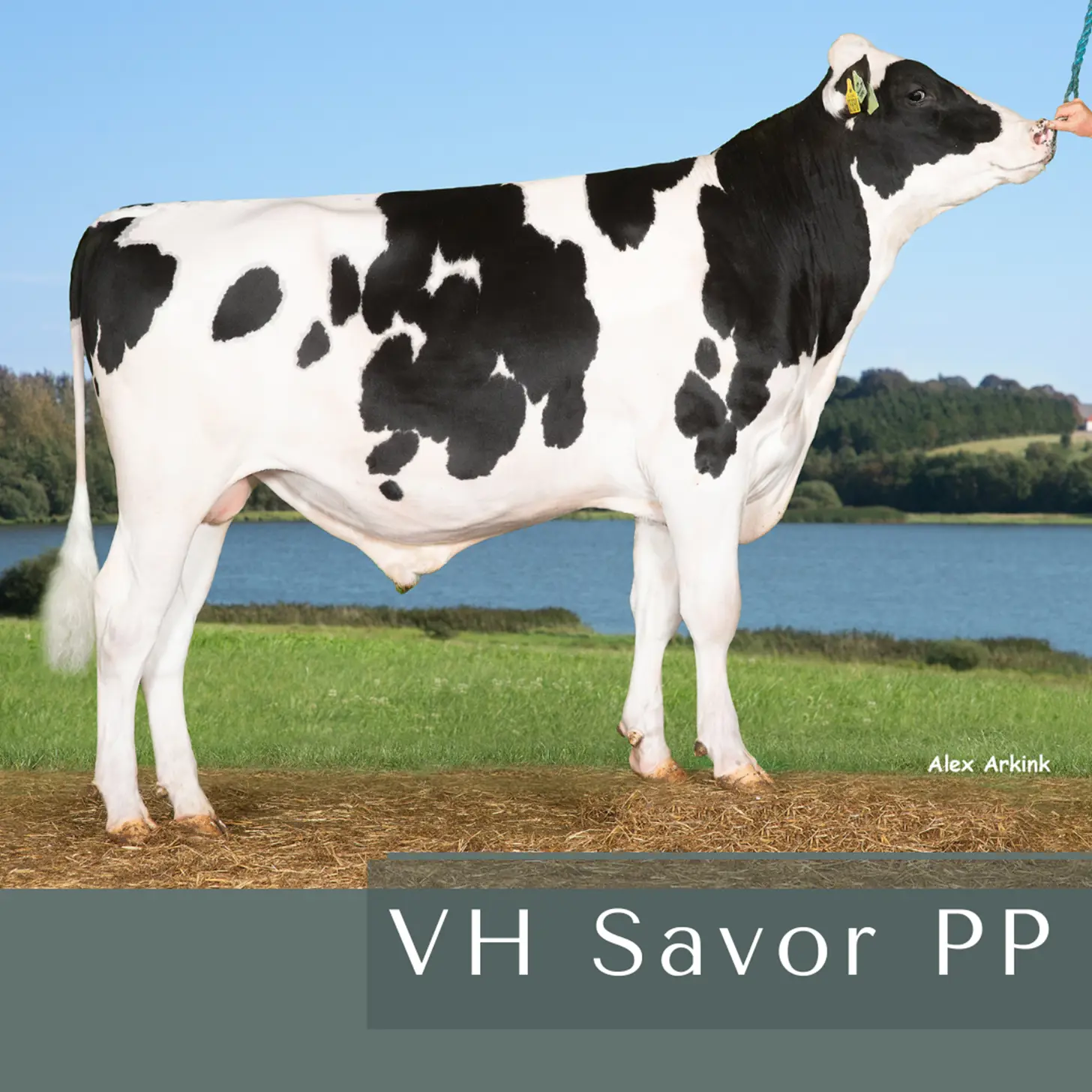 VH Savor PP (1)