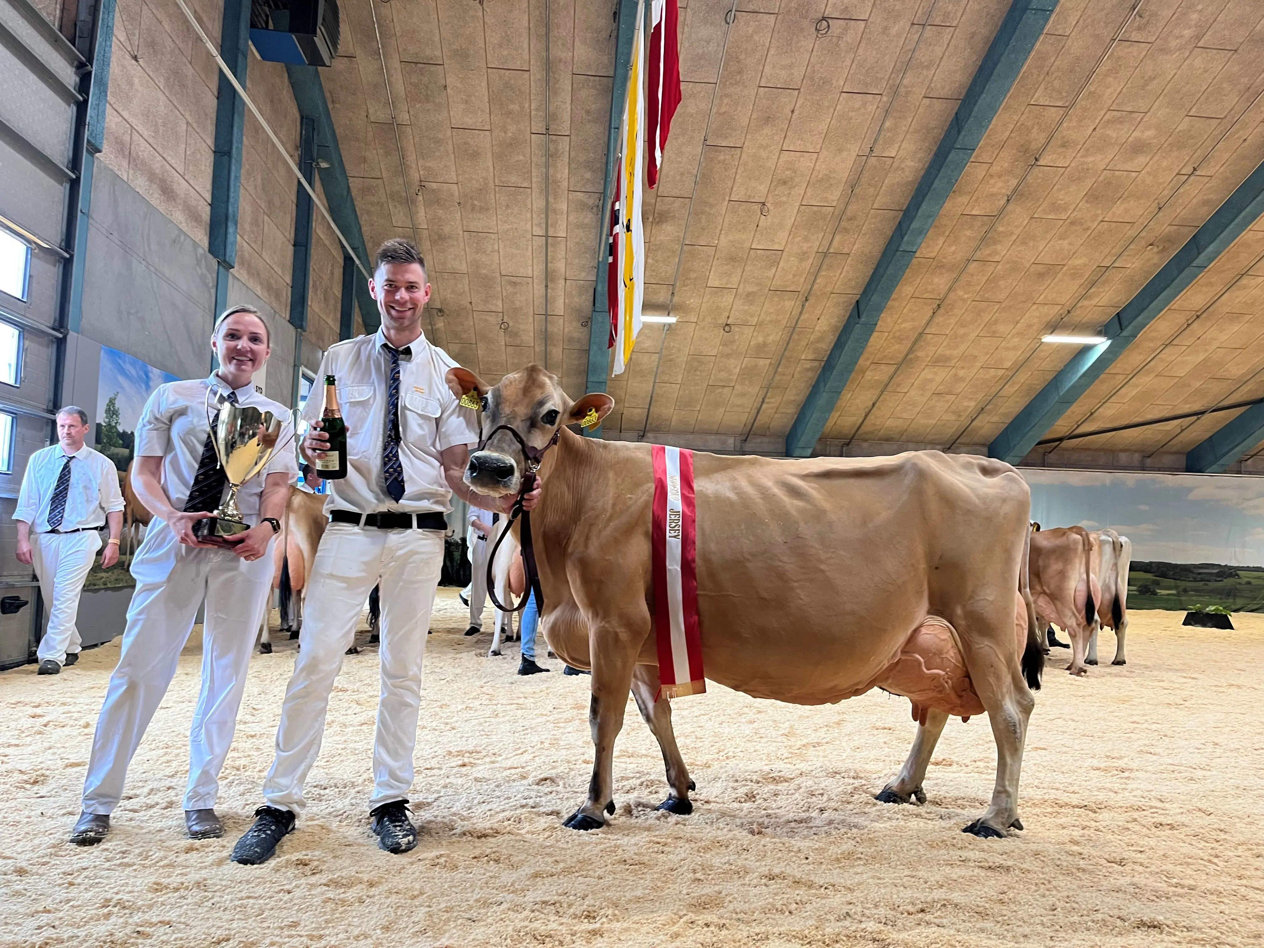Jersey Superko. Denne Ko Har Vundet Tre År I Træk, 2018, 2019