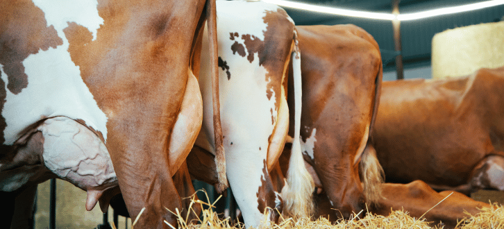 Tre Flotte RDM Køer