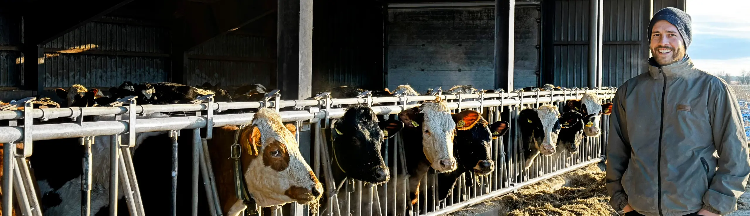 Christian Degn Clausen Og Køer I Stald