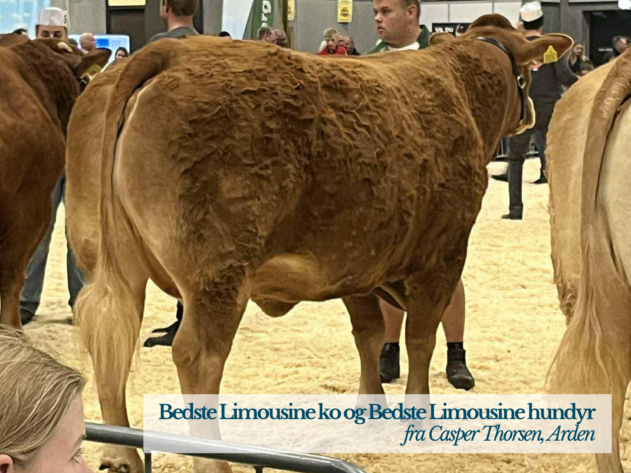 Bedste Ko Og Bedste Limousine Hundyr Med 24 Point, Casper Thorsen, Arden