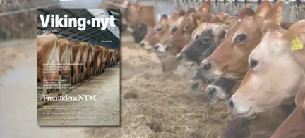 Vikingnyt Februar 2026 Og Køer Fra Adelgaard Jersey