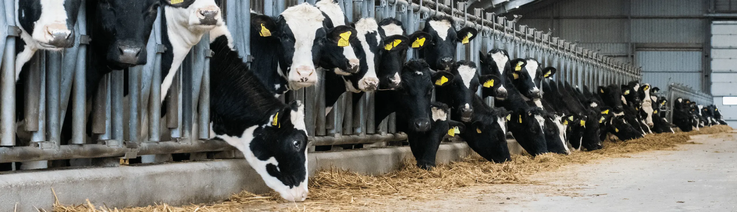 En Række Holsteinkøer I Stalden