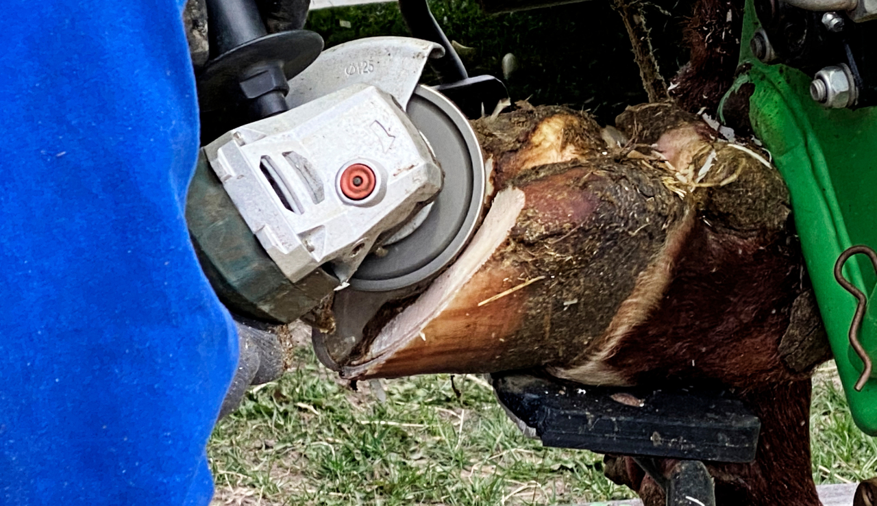 Half Hero Qarter Veterinær