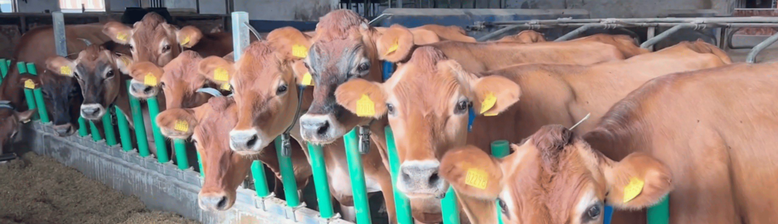 En Række Jersey Køer Hos Høstrig IS Ved Faaborg