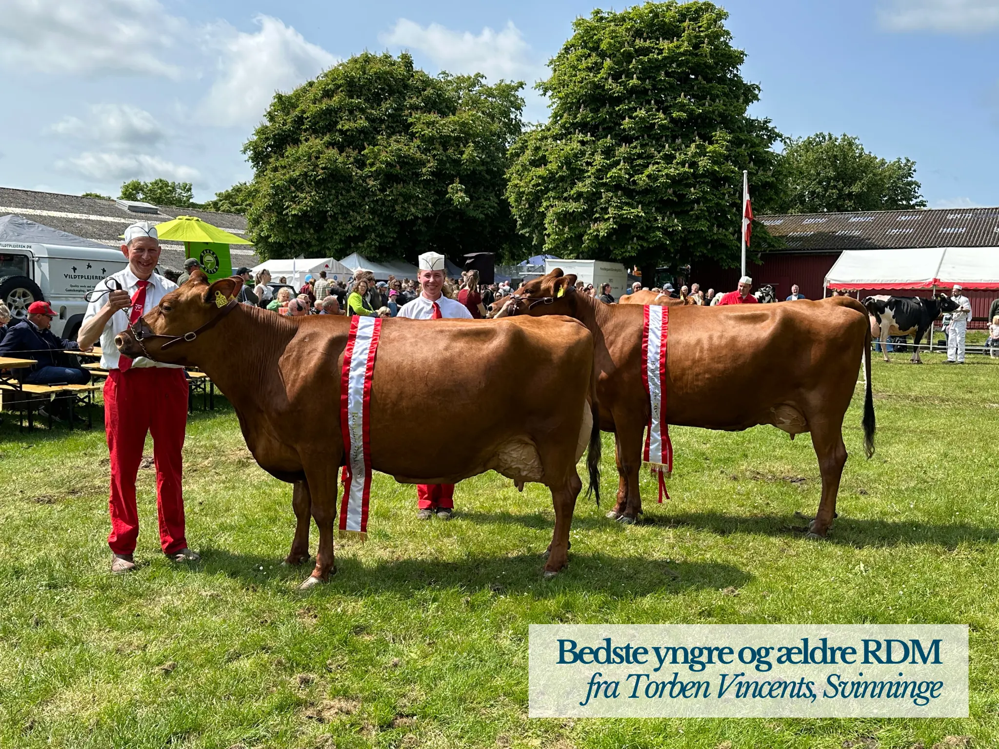 Bedste Yngre Og Ældre RDM