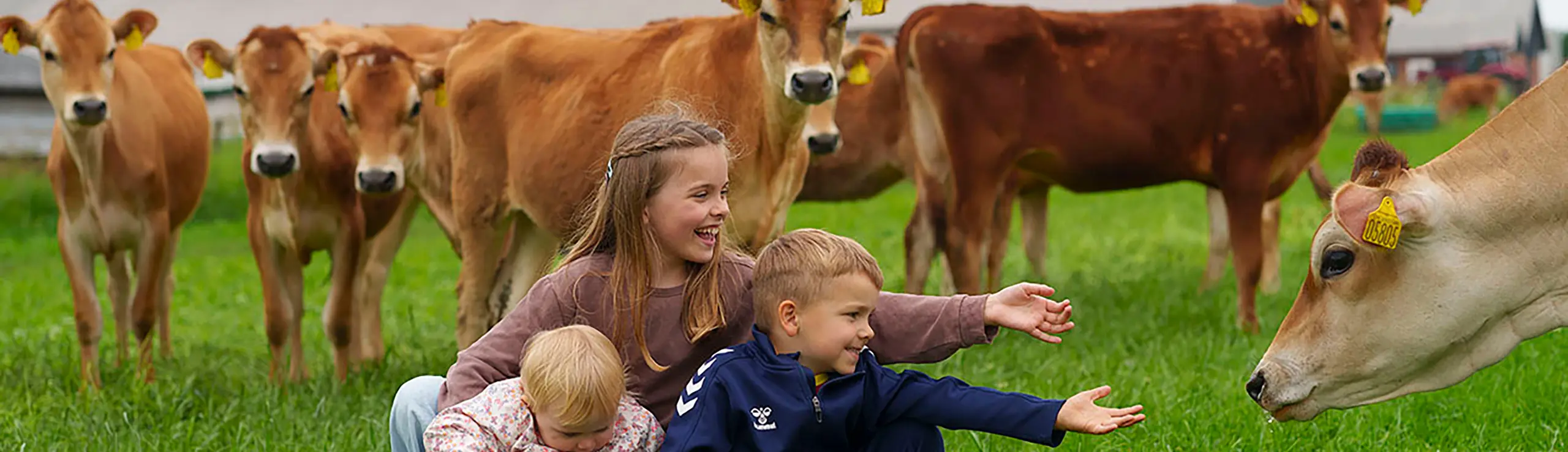 Kærligheden Til Køerne Går I Arv Hos SL Agro Aps