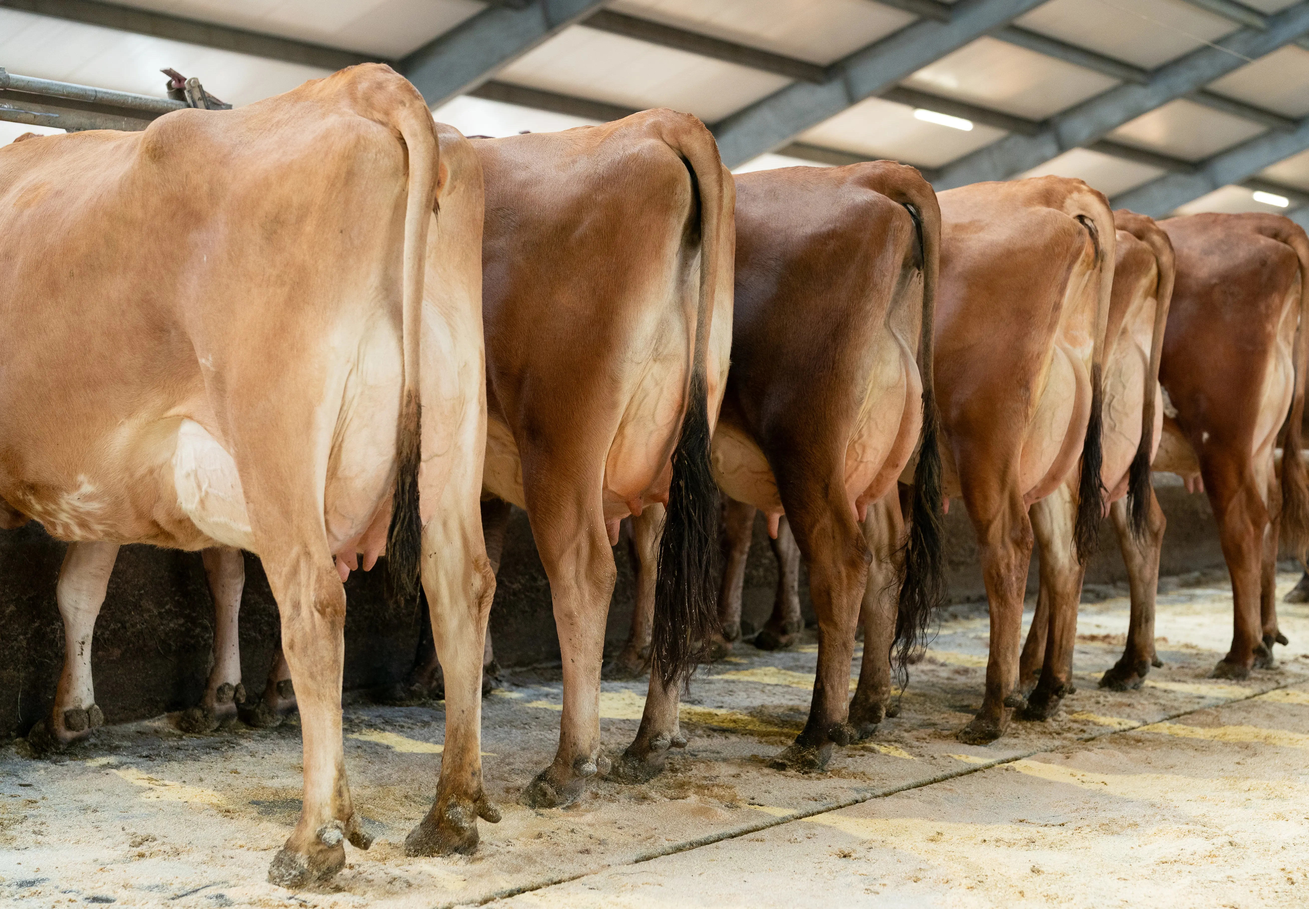 Højtydende, Holdbare Jersey Køer