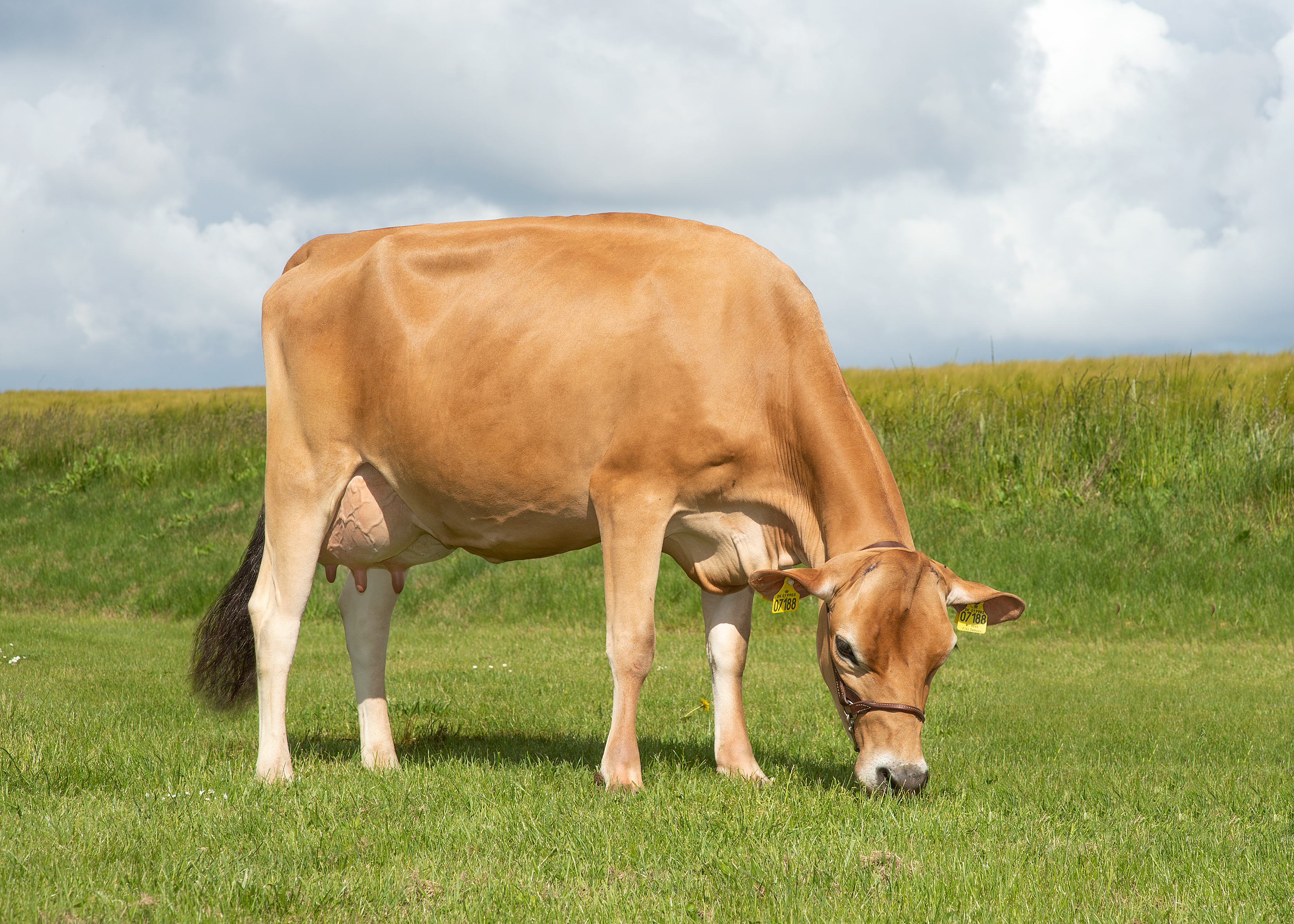 VJ Samson Daughter No 19903Juulsgaard V. Niels Ulrik Andersen Ronæs