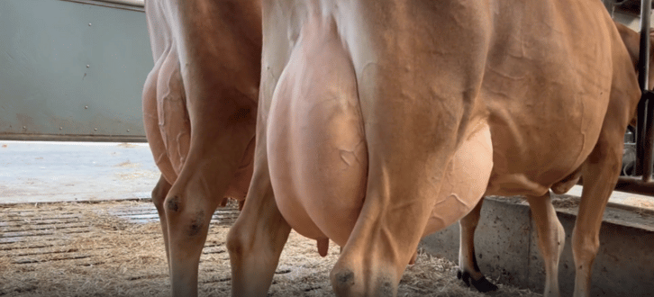 Tyremødre Hos Grønbjerg IS