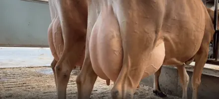 Tyremødre Hos Grønbjerg IS