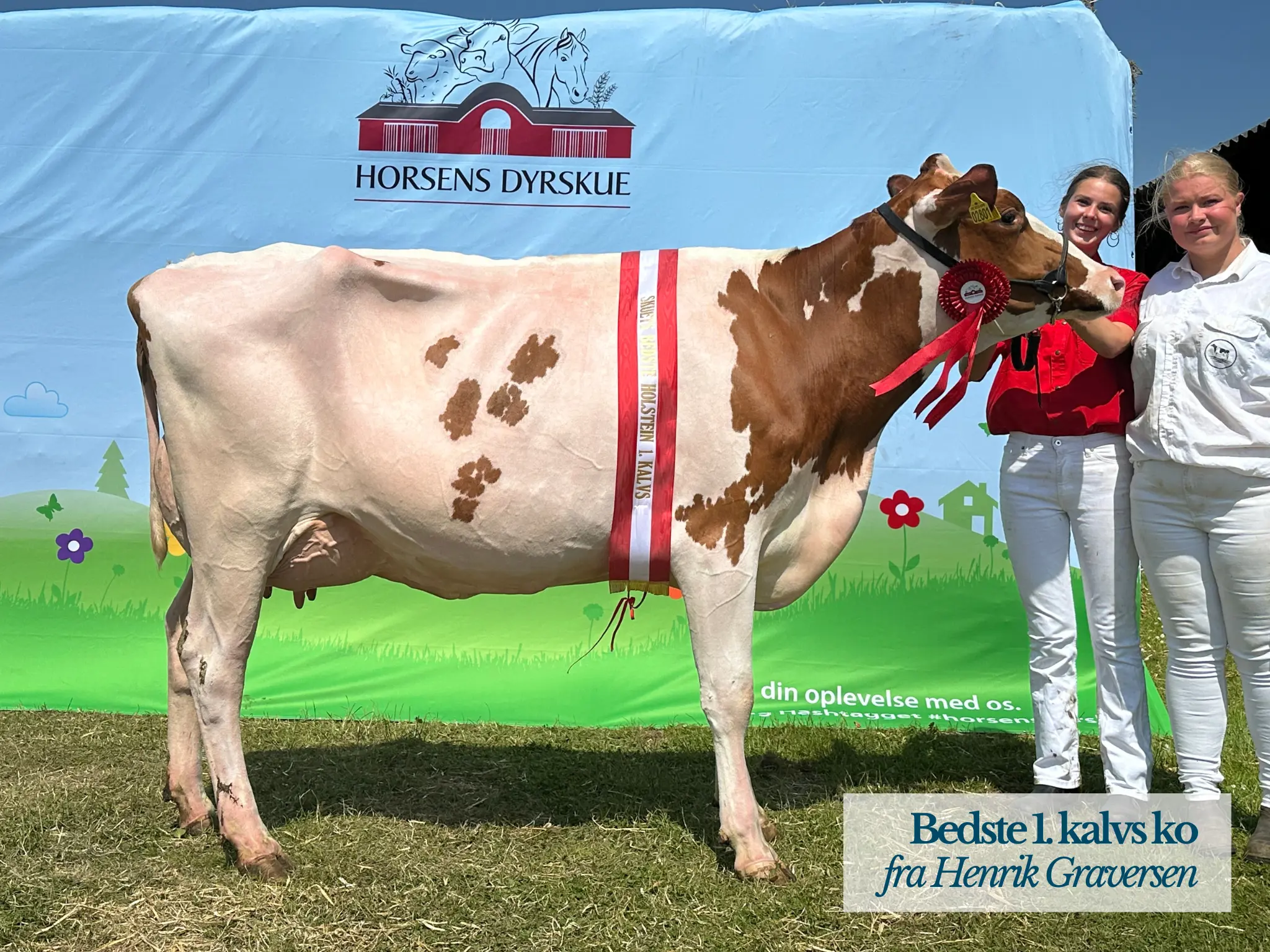 Bedste 1. Kalvs, Henrik Graversen