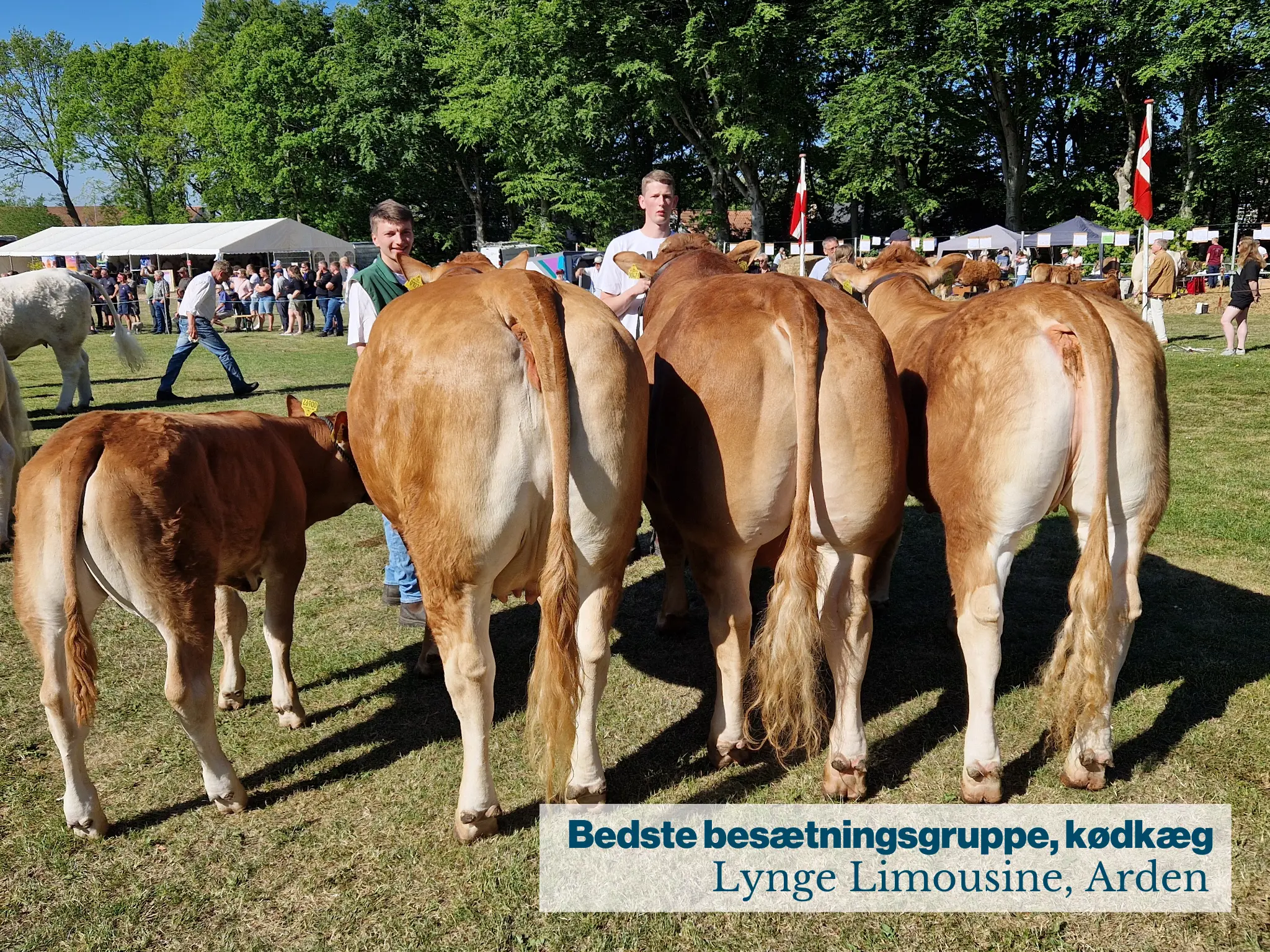 Fjerritslev Dyrskue Bedste Besætningsgruppe, Kødkvæg
