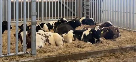 Nye Tyre Stalden På Vikinggenetics Tyrestation I Assentoft (1)