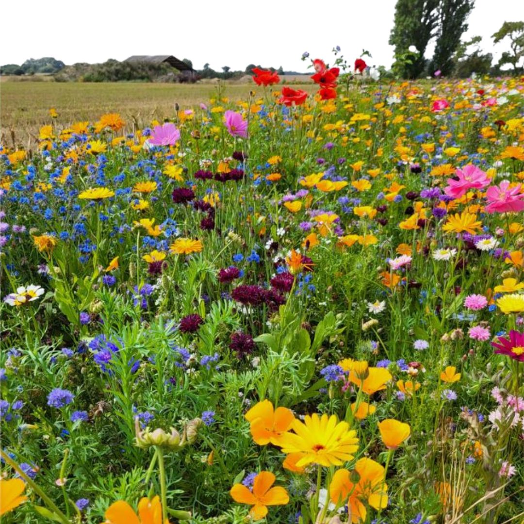 Blomsterblanding 102940 Herospot 11111111111