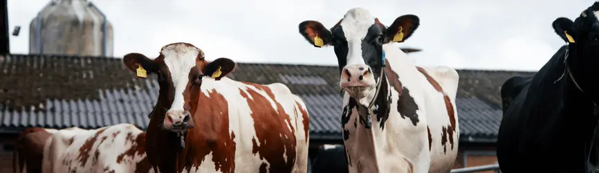 Søde DRH Køer Til Årsmødet 2025