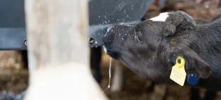 Kalv Med Sensehub Youngstock Eartag (1)