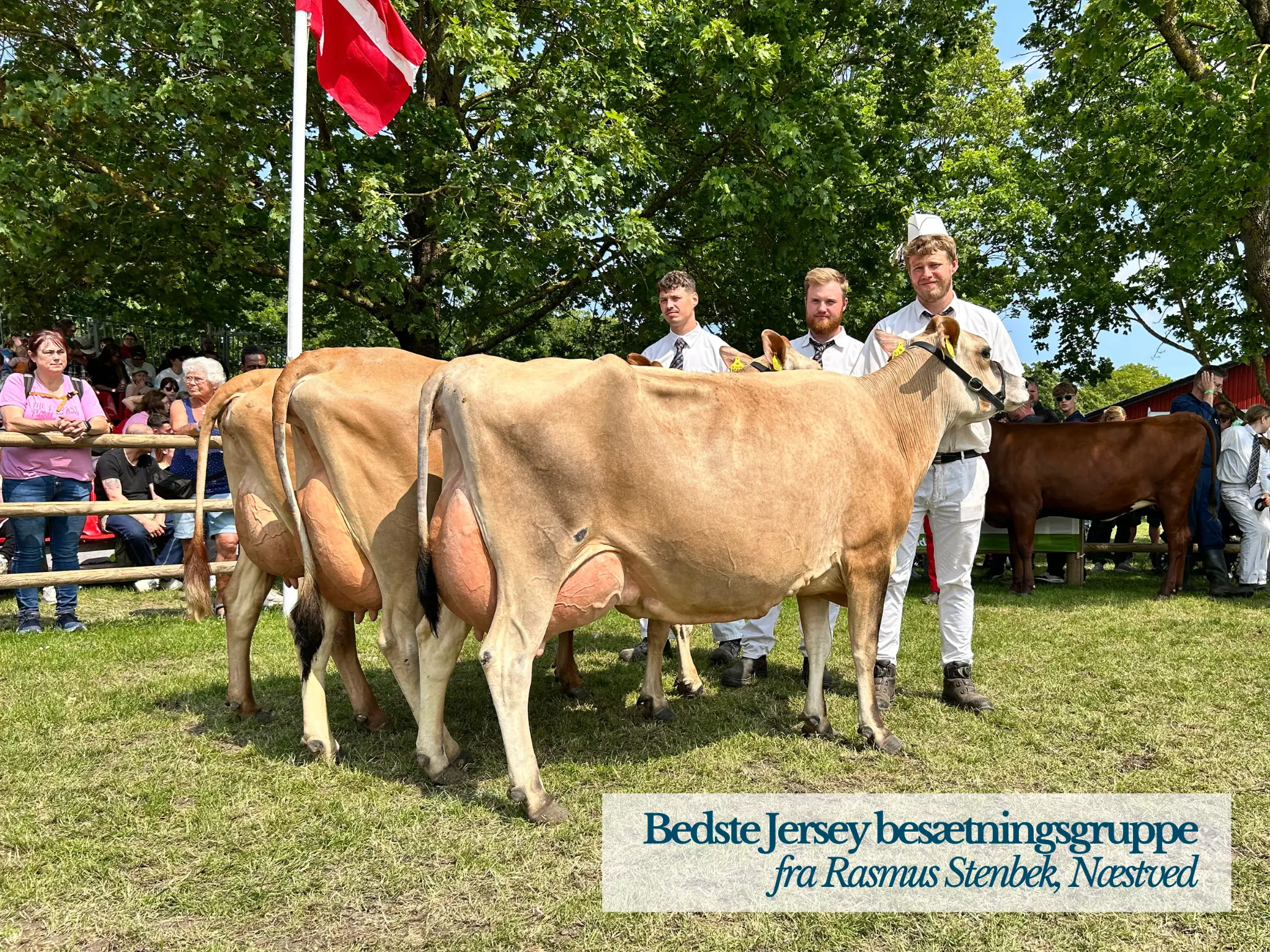 Bedste Jersey Besætningsgruppe Roskilde Dyrskue