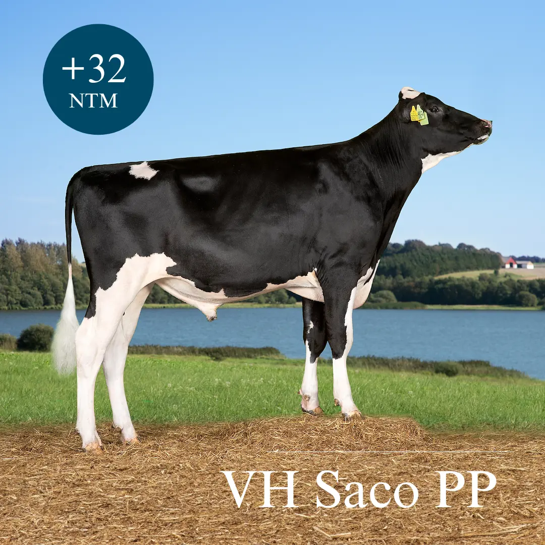 VH Saco PP