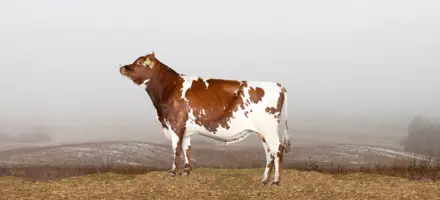 RDM Avlsværdital (1)