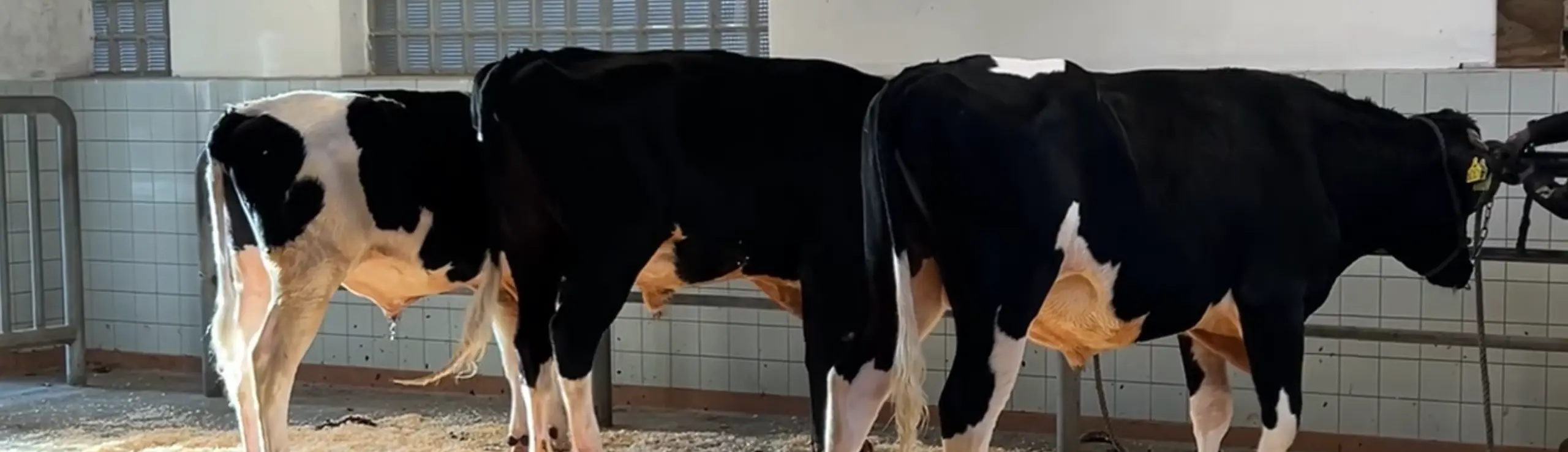 VH Gilmore, VH Maestro Og VH Saffron Giver Markante Besparelser Direkte På Bundlinjen