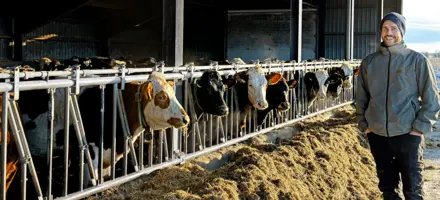 Christian Degn Clausen Med Køer I Stald